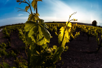 A branch of the vine at sunset - 9251.pics