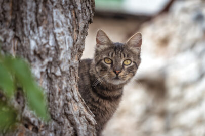 Cat hiding behind the tree - 9251.pics