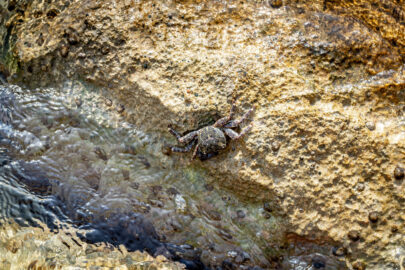 Common Crab on a wet stone - 9251.pics