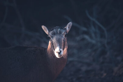 Cyprus mouflon ewe - My Blog