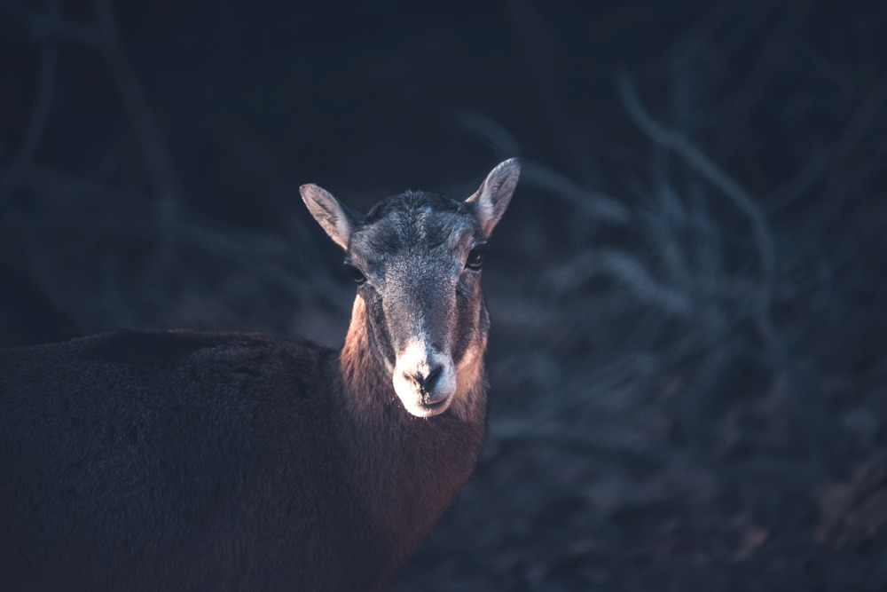 Cyprus mouflon ewe - 9251.pics