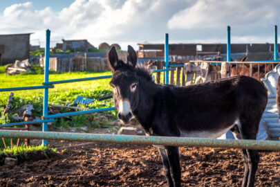 Donkey on a farm - 9251.pics