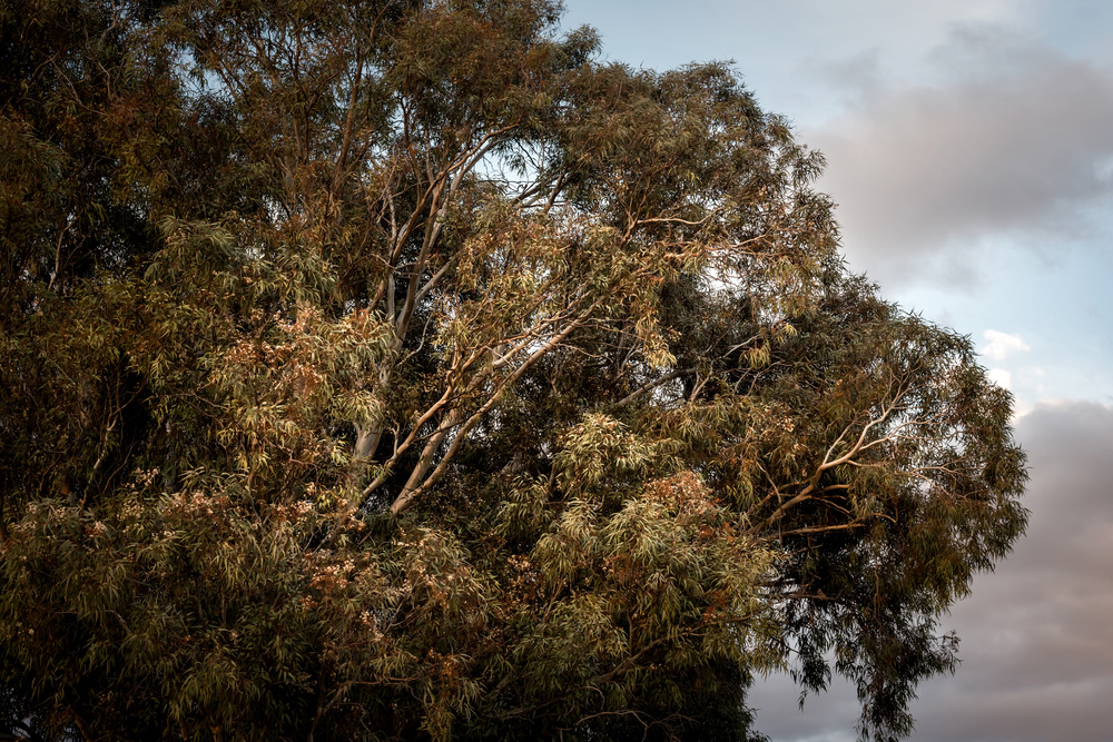 Eucalyptus tree - 9251.pics
