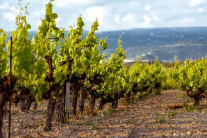 Grown vineyards at Avdimou - 9251.pics