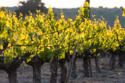Low angle shot of grape vines - 9251.pics