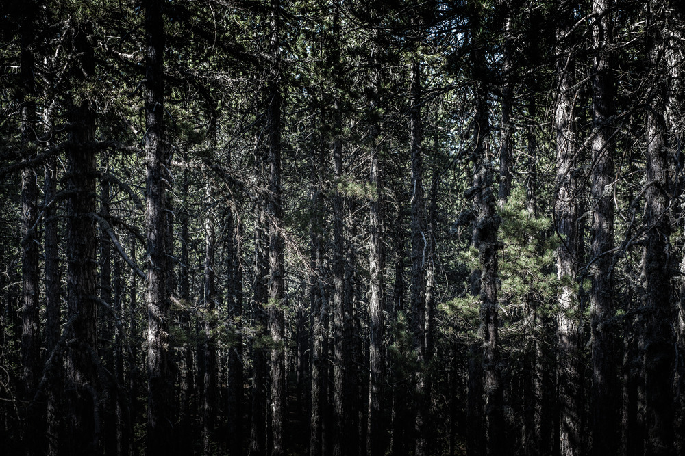 Pine thicket - 9251.pics