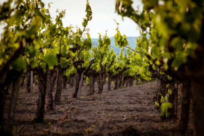 Row of grapevine in a vineyard - 9251.pics