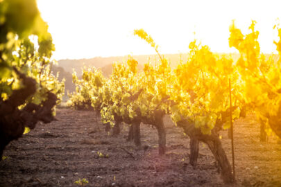 Sun flares through grape vines. - 9251.pics