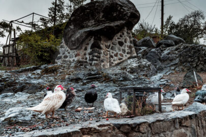 The Bad Stone of Kakopetria Village - 9251.pics