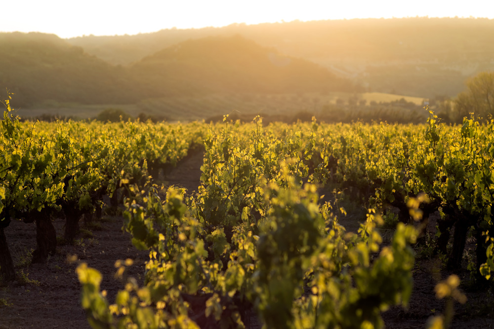 Vineyard in sunset light - 9251.pics