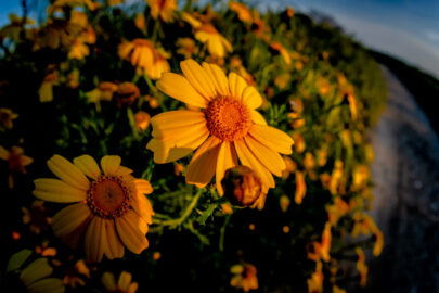 Yellow daisy bush - 9251.pics
