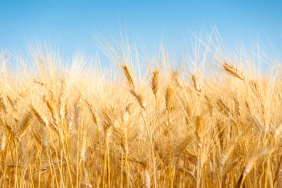 Yellow wheat field - 9251.pics