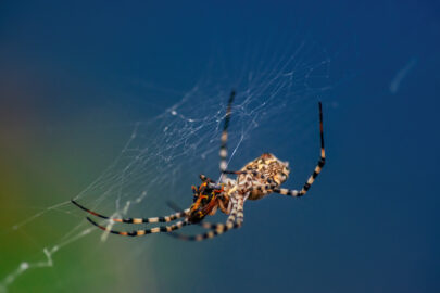 Lobed Argiope Orb Weaver wrapping its prey - 9251.pics