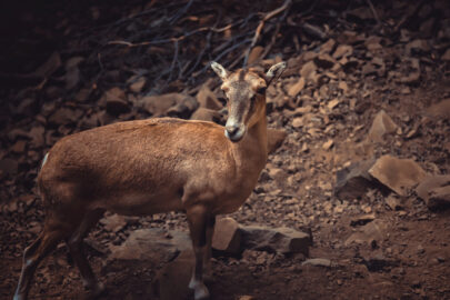 Mouflon ewe - 9251.pics