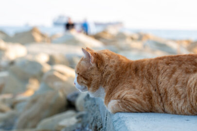 A ginger street cat - 9251.pics