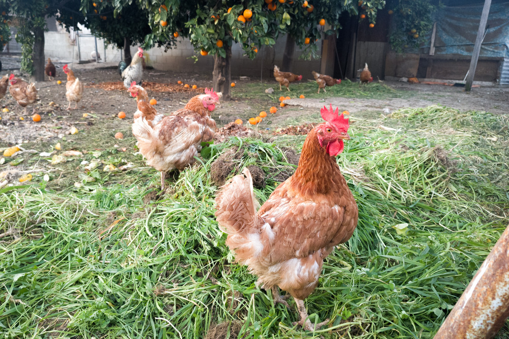 Hens at the farm - 9251.pics