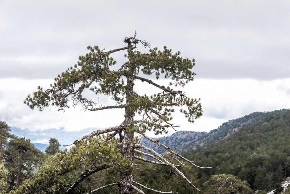 Pine tree in Troodos mountains - 9251.pics