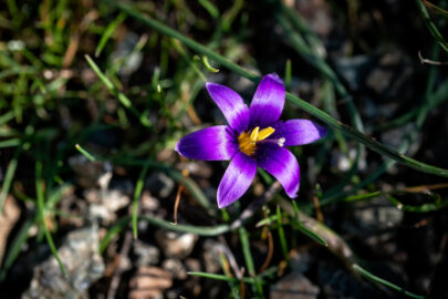 Romulea Clusiana flower - 9251.pics